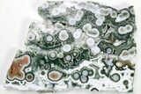 Multi-Colored, Orbicular Ocean Jasper Slab - New Deposit! #206840-3